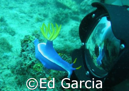 A fairly large Nudibranch about 4 inches long, seemingly ... by Ed Garcia 