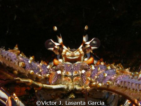 caribbean spiny lobster,what a deep look!!!!! at the chim... by Victor J. Lasanta Garcia 