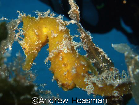 Seahorse on the anchor of the Rozi wreck, Malta. by Andrew Heasman 