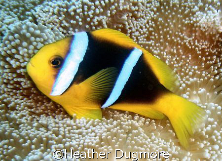 Lovely Anenome fish, Kadavu Fiji. by Heather Dugmore 