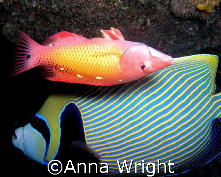 Hogfish and angelfish taken with an Olympus Camedia 50/50... by Anna Wright 