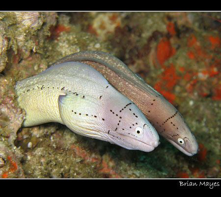Moray double act.........Canon G7 by Brian Mayes 