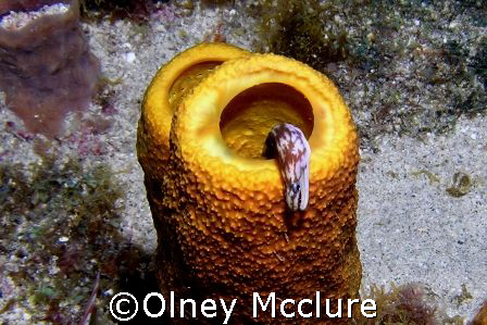 baby eel on a night dive, does anyone know what kind? by Olney Mcclure 