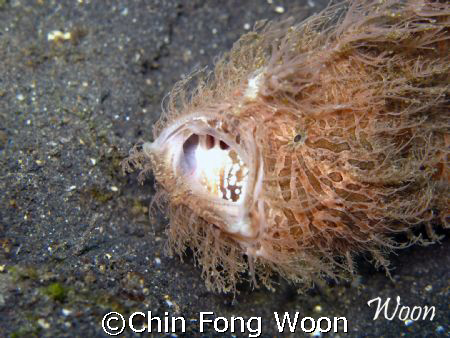 Photo taken in Lembeh. The hairy frogfish was yawning aft... by Chin Fong Woon 