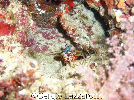 Ari atoll - Tinfushi Matti Tila diving site
Mantis Schrimps by Sergio Lazzarotto 