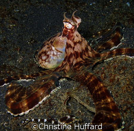 Mimic octopus, mimicking an octopus by Christine Huffard 