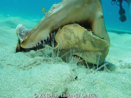 caribbean king helmet conch eating a long spine sea urchi... by Victor J. Lasanta Garcia 