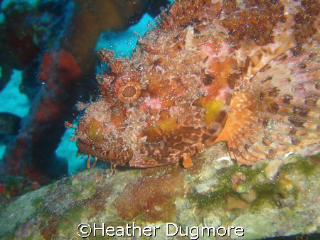 Scorpionfish on the wreck of the Beaufighter, Malta. by Heather Dugmore 