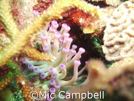 taken off of don fosters dive shop shore. this was a firs... by Mic Campbell 