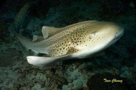 Zebra Shark at Similan with my Olympus C 7070 by Taco Cheung 