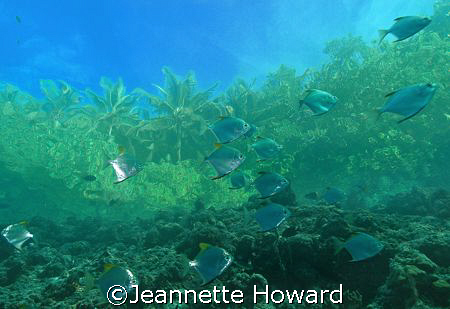 Solomon Islands, at the edge of the reef looking up at th... by Jeannette Howard 