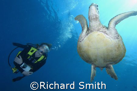 Diver and turtle off Sipadan by Richard Smith 