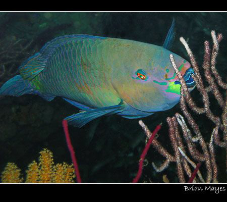 Just a quick snap of a Rusty Parrotfish, but I like the c... by Brian Mayes 