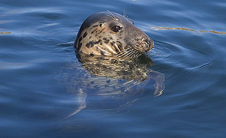 Male Gray Seal, Nikon D70 with 28-100mm zoom at 100mm.
I... by Mike Clark 