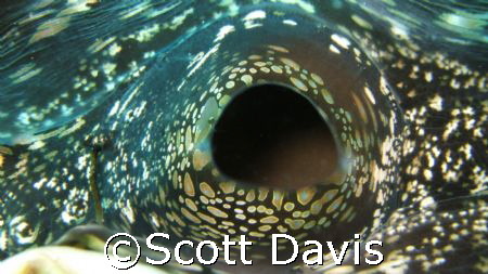 Inside a clam, this was a close as I could get before it ... by Scott Davis 