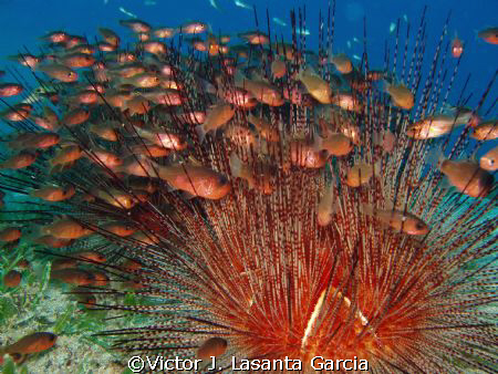 4 long spiny urchin with alots cardinal fish together at ... by Victor J. Lasanta Garcia 