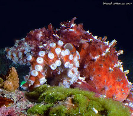 Octopus from Similan Islands taken with Fuji E900 + CU le... by Patrick Neumann 