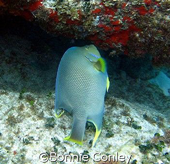 Queen Angelfish seen April 2007 in Isla Mujeres.  Photo t... by Bonnie Conley 