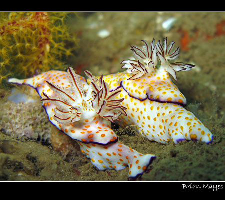 A couple of Risbecia pulchella proudly displaying their g... by Brian Mayes 