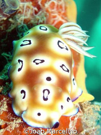 A beautiful Chromodoris leopardus nudibranch at Mabul mid... by Joao Marcelino 