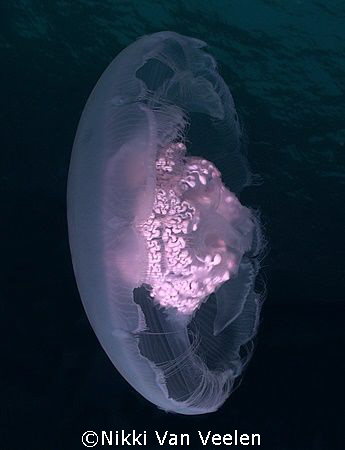 Yellyfish taken at Sharksbay with E300. by Nikki Van Veelen 