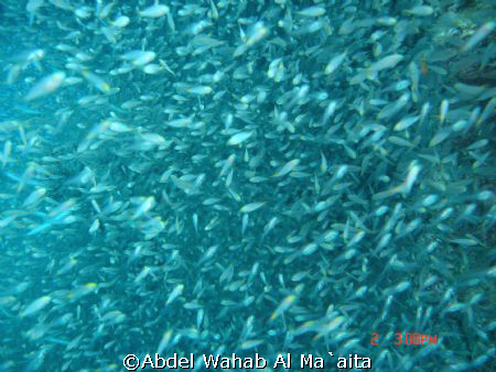 taken in site  gorgon 1 in aqaba gulf by Abdel Wahab Al Ma`aita 