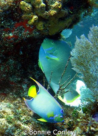 Pair of Queen Angels seen April 2007 in Isla Mujerers.  P... by Bonnie Conley 