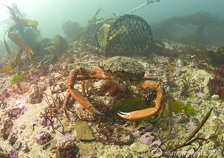Spider Crab &  Lobster Pot.
Streamstown Bay, Connemara.
... by Mark Thomas 