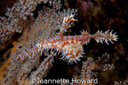 Harlequin Ghost pipefish, what a beautiful animal...Solom... by Jeannette Howard 