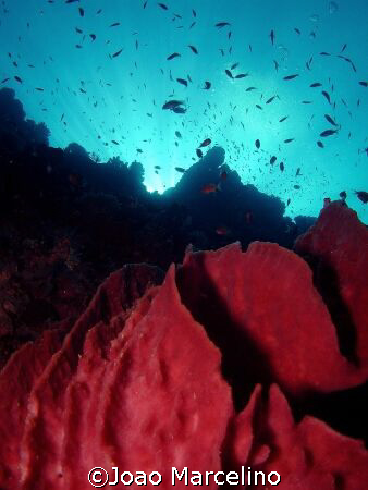 Beautiful reef landscape with baril sponge on first plan. by Joao Marcelino 