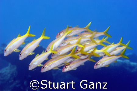 School of goat fish swimming taken at Sharks's cove on Oa... by Stuart Ganz 