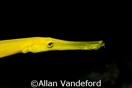 Trumpetfish - Yellow Variation / Taken near Rob's Reef, K... by Allan Vandeford 