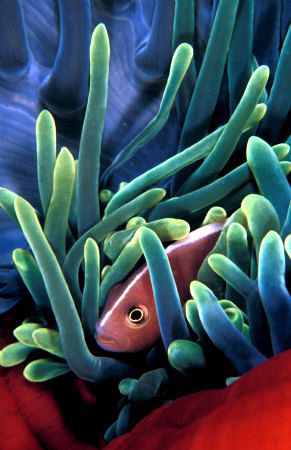 vivid and shy clown fish from the Solomons.Nikon F100 wit... by Fiona Ayerst 