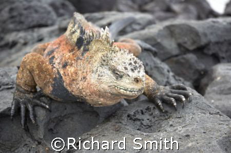 Huge male Marine Iguana sunning himself on rocks in the G... by Richard Smith 