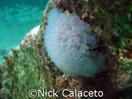 Pedernales Reef Marine Life by Nick Calaceto 