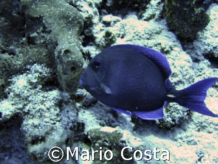 "Blue Tang" in Cozumel by Mario Costa 