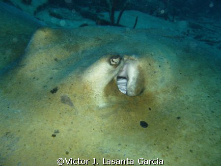close look to the eye of a stingray, like 8 feet long sti... by Victor J. Lasanta Garcia 