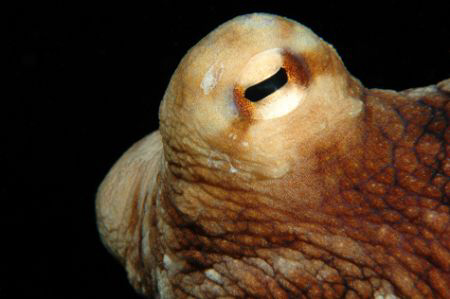 Octopus.  Nikon D70. by David Heidemann 
