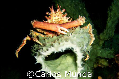 Mine! A spider crab stakes its claim on a sponge. Beng's ... by Carlos Munda 