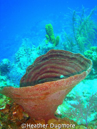 Vase sponge, In the Turks and Caicos islands. by Heather Dugmore 