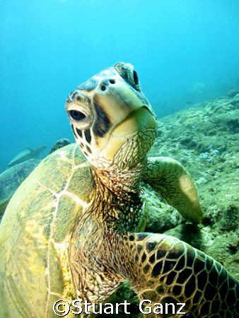 Dude...

Green Sea turtle. Taken on Oahu's North Shore
... by Stuart Ganz 