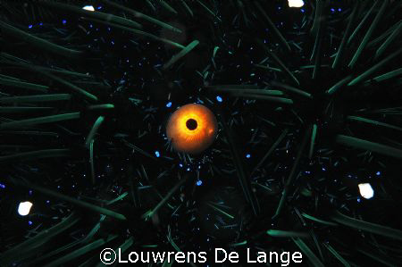 Apple of my eye by Louwrens De Lange 