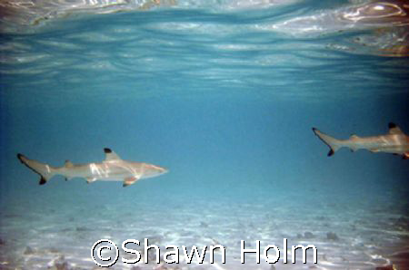 Baby black tipped reef sharks, would come to the shore ev... by Shawn Holm 