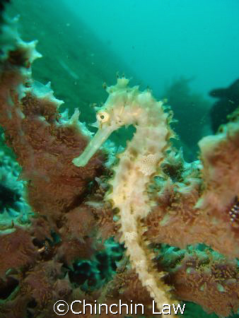 thorney seahorse at maumere by Chinchin Law 