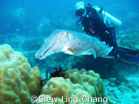 Posing with the cuttlefish at Labas, Tioman by Siew Ling Chang 