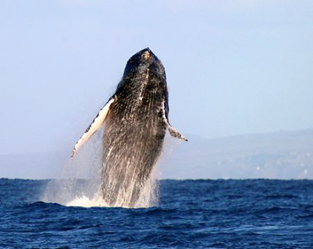 "Breach".  A large humpback whale majestically breaching ... by Mathew Cook 