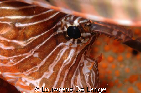 Firefish up close by Louwrens De Lange 