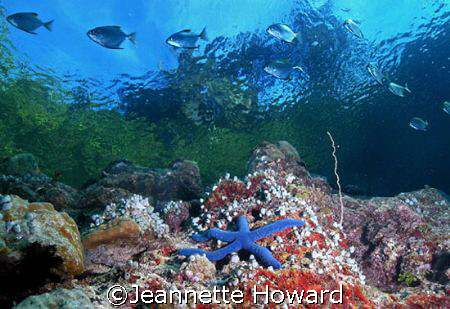Above and Below....Love the BLUE!   by Jeannette Howard 