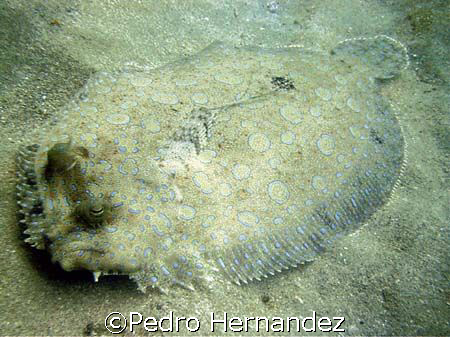 Peacock Flounder,Humacao, Puerto Rico by Pedro Hernandez 