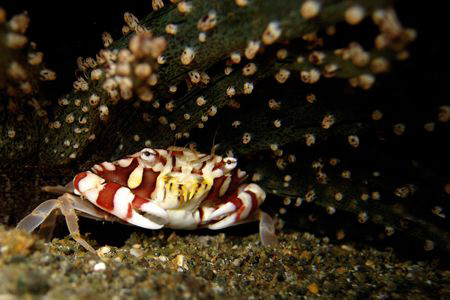 crab and anemone - anilao, batangas. canon ixus60 by Carlos Munda 